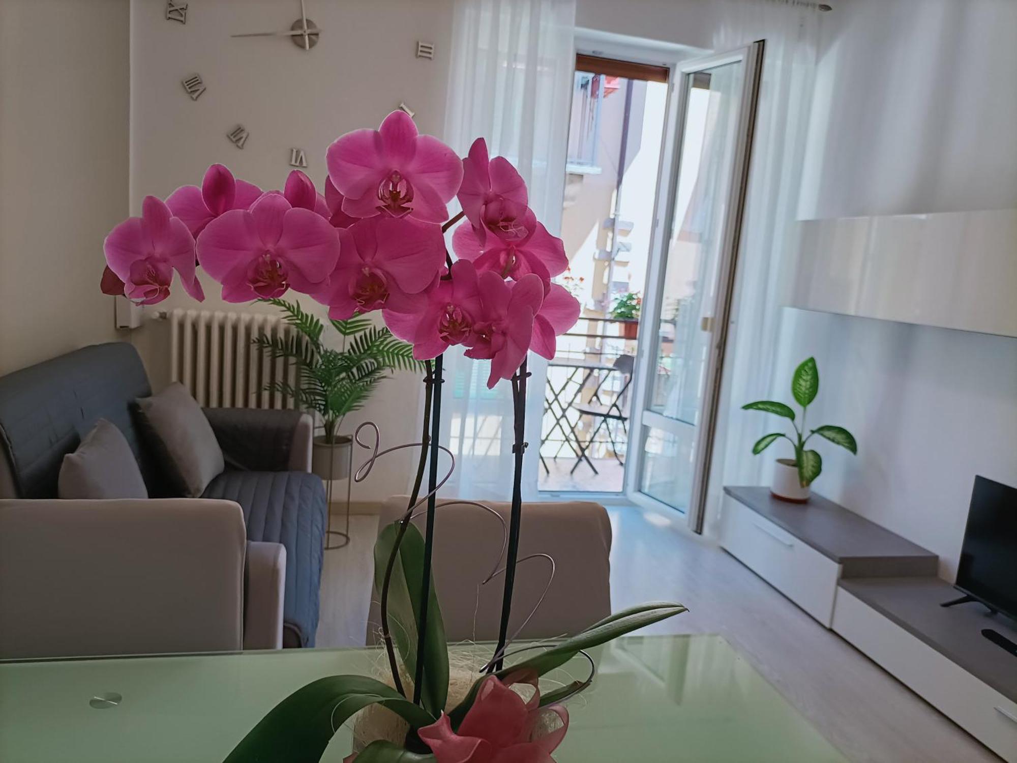 Apartment Jessy Baveno Esterno foto